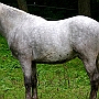 Spanish Norman Horse 1 (17)